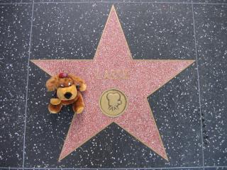 Hollywood: Efendis Lieblingsstar - Lassie